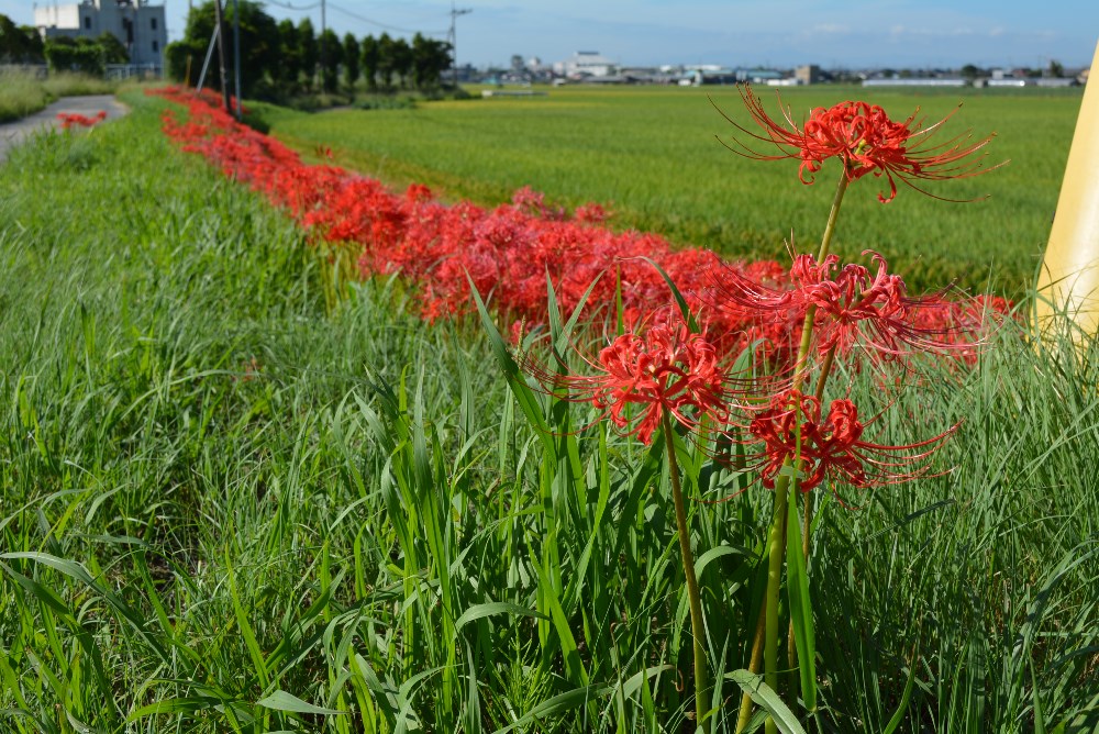 彼岸花