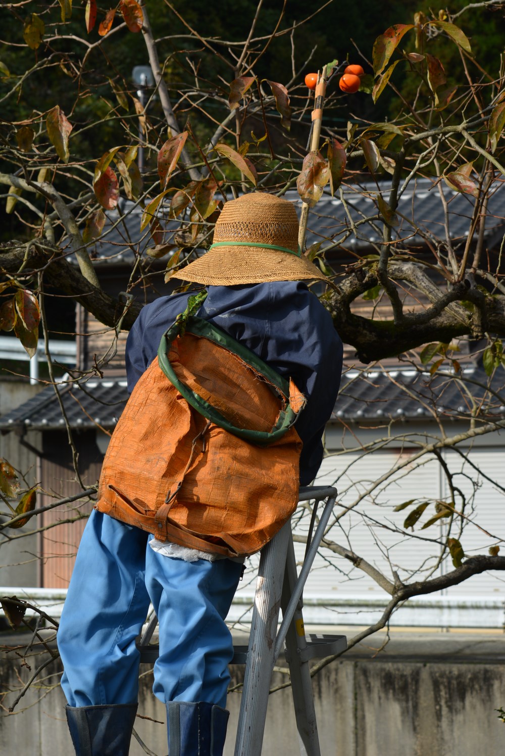 倉谷柿を収穫するかかし