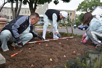 チューリップ球根植え