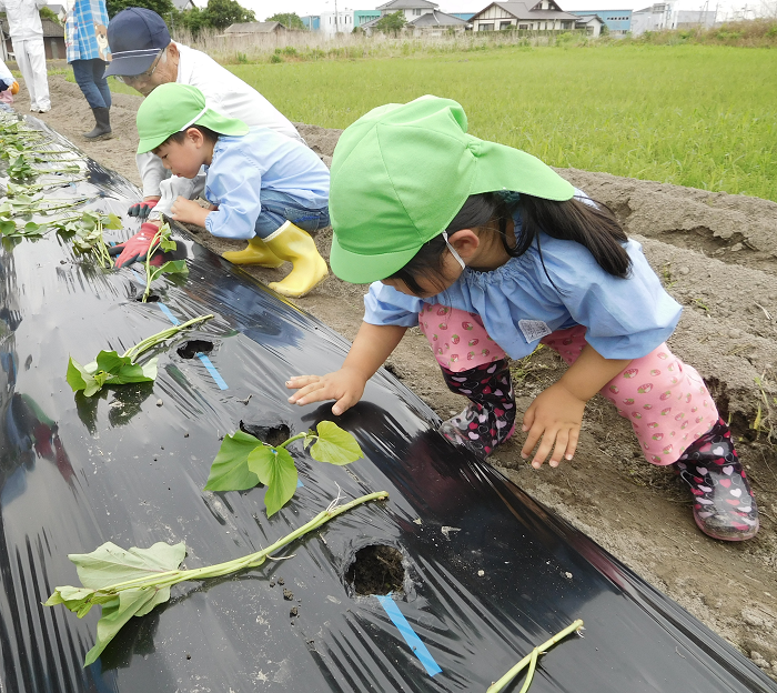 サツマイモ苗植え