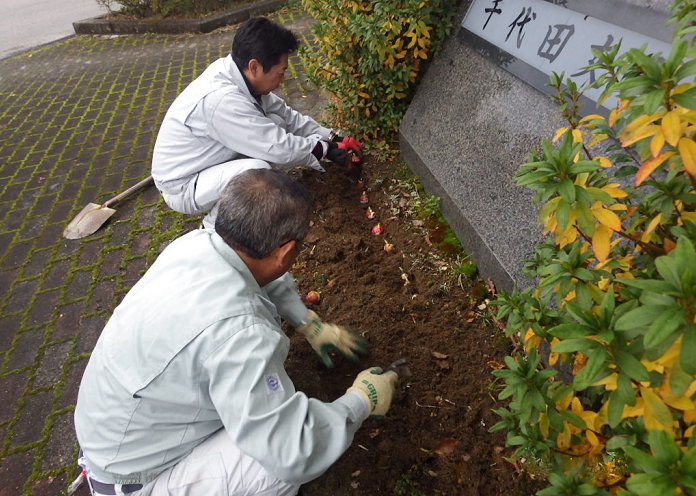 チューリップ球根植え