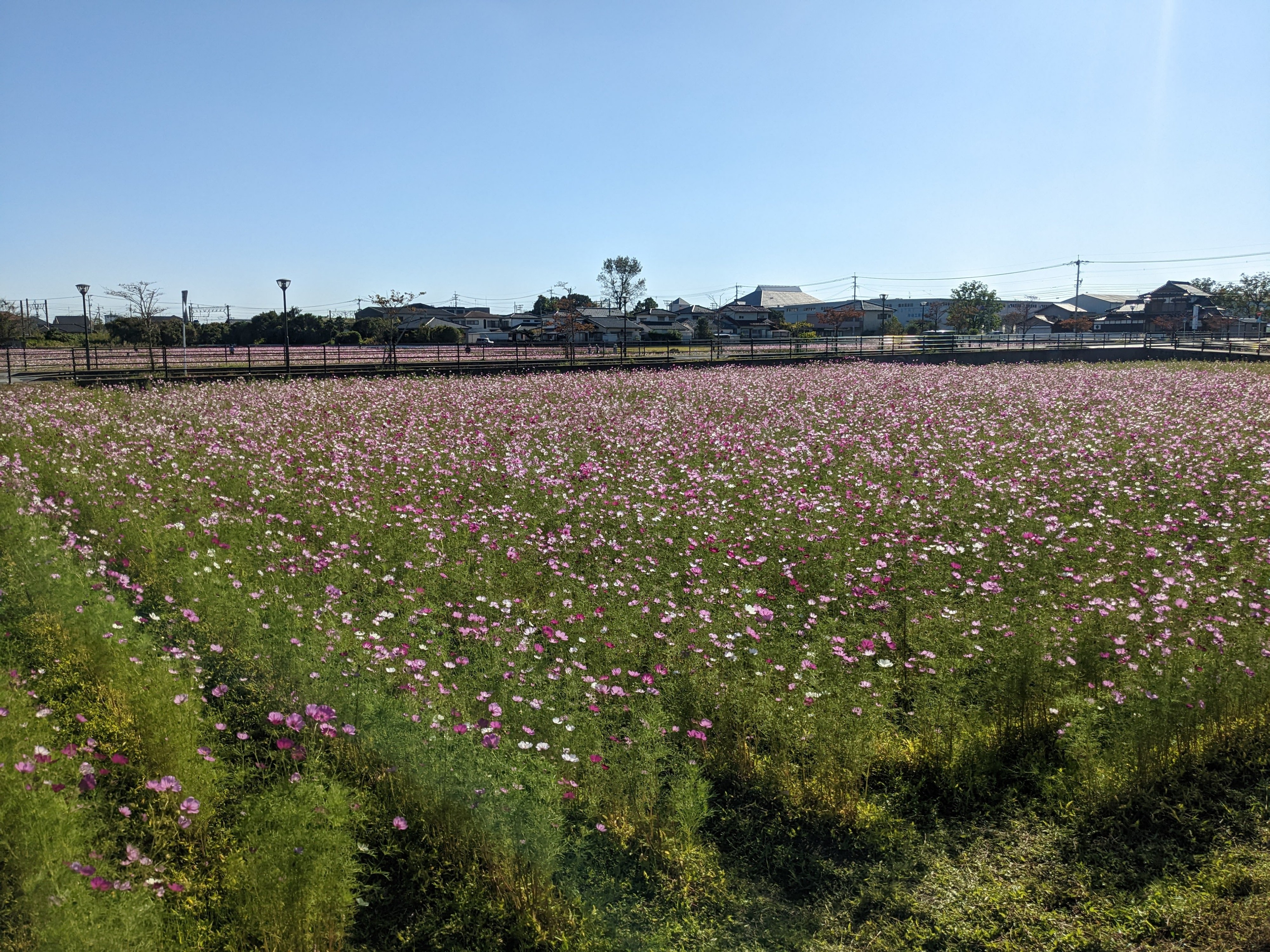 コスモス写真2
