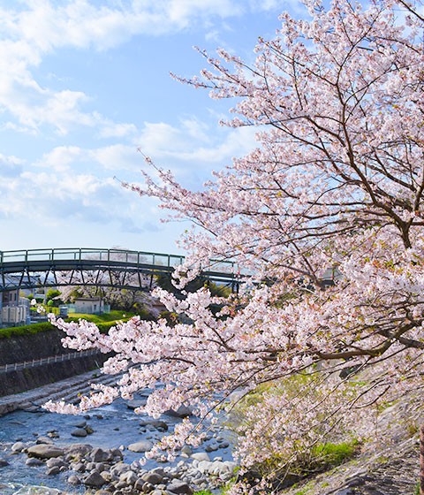 花の名所画像