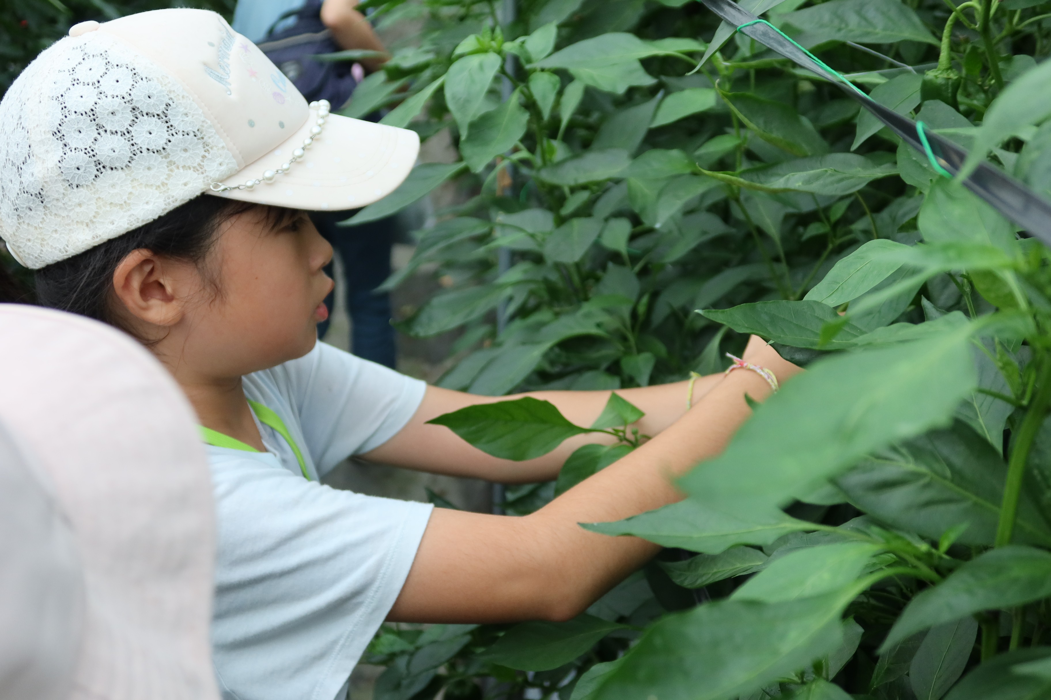野菜収穫