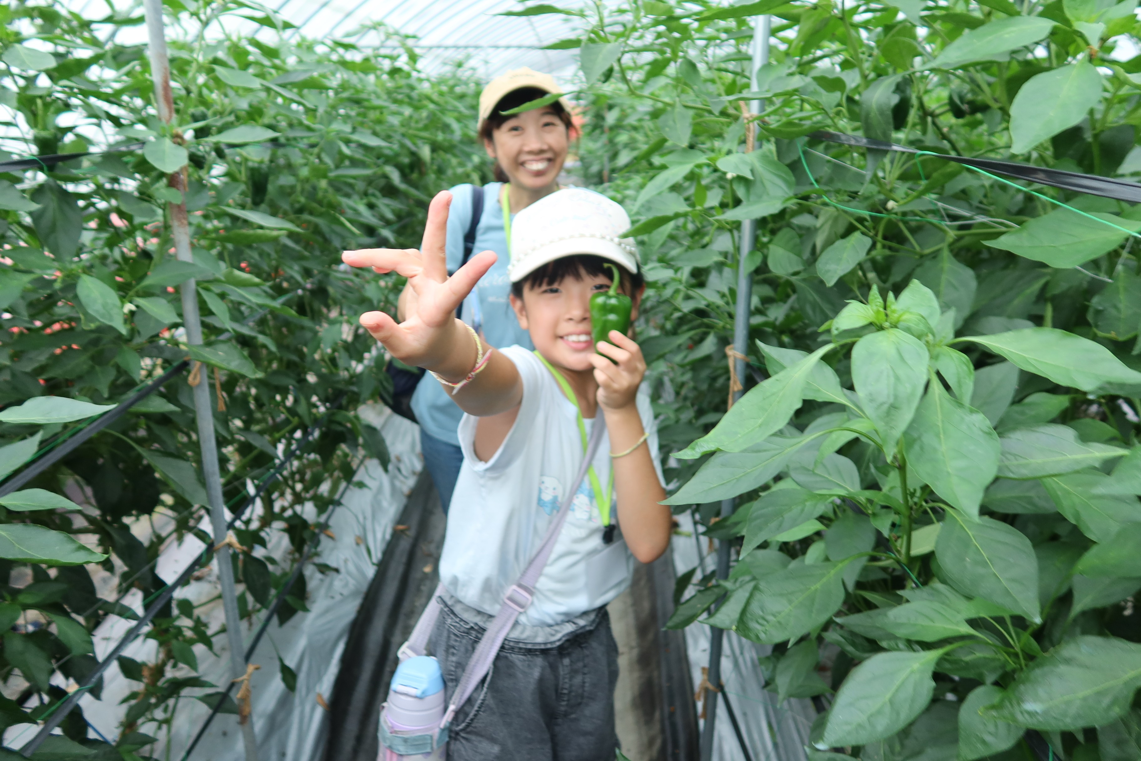 野菜収穫2