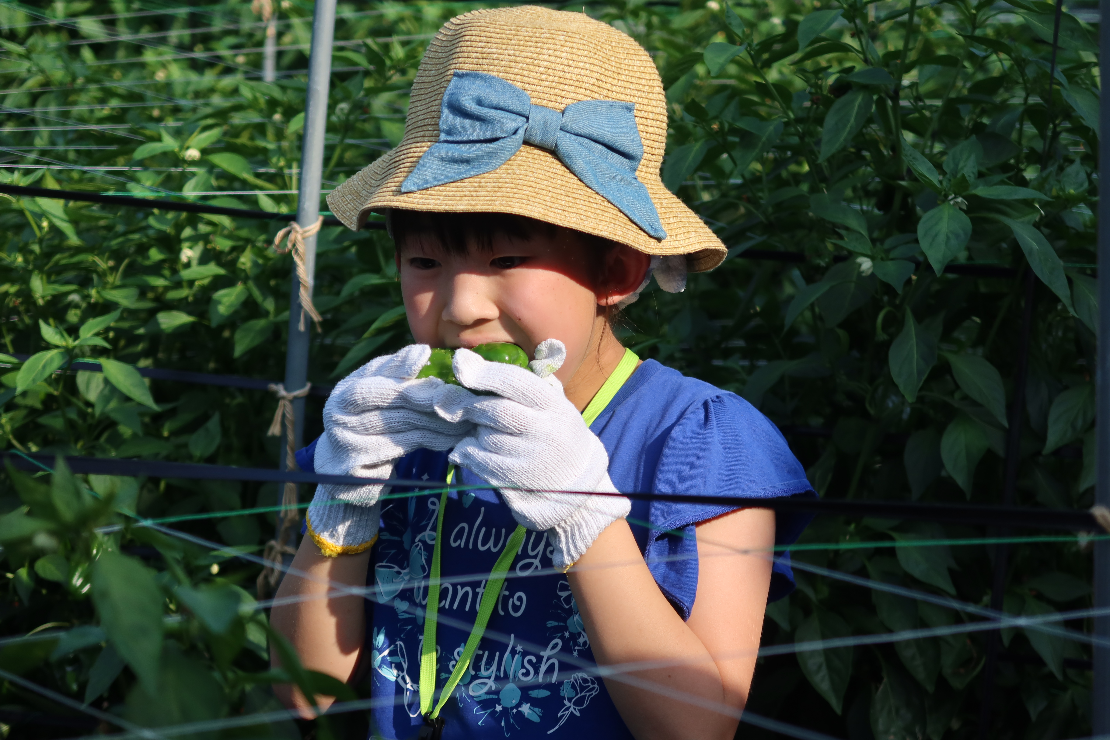 野菜収穫１
