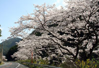 〔写真〕桜街道